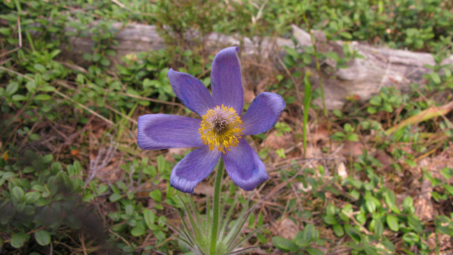 Обои картинки фото сон-трава, цветы, ветреницы,  печёночницы, цветок, весна, лес, карелия, май