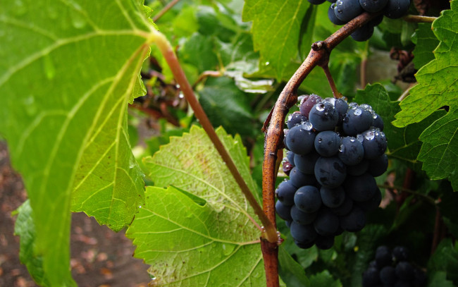 Обои картинки фото природа, ягоды,  виноград, виноград, гроздь