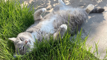 Картинка животные коты кот