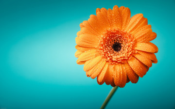 Картинка цветы герберы оранжевая гербера макро капли