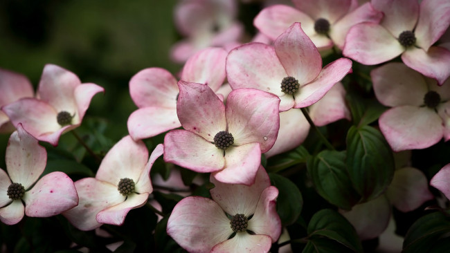 Обои картинки фото цветы, кизил, куст, цветущий