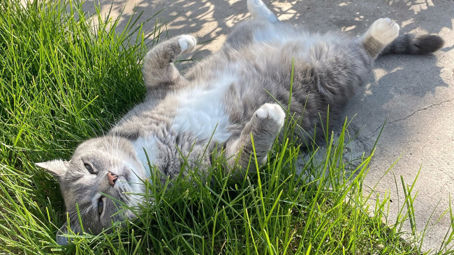 Обои картинки фото животные, коты, кот