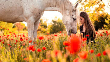 Картинка девушки -+брюнетки +шатенки шатенка платье поле лошадь маки
