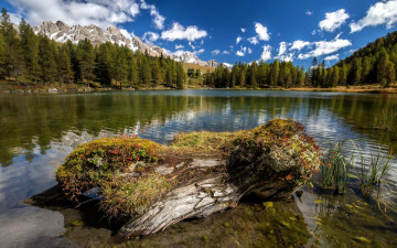 Картинка природа реки озера лес горы облака небо озеро коряга