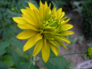 Картинка цветок цветы рудбекия