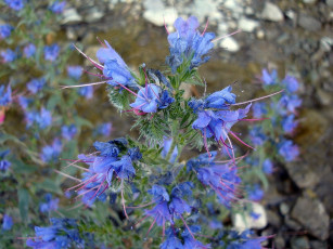 Картинка цветы луговые полевые