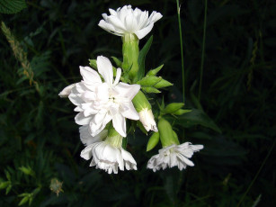 Картинка жасмин цветы