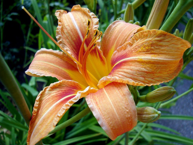 Обои картинки фото лилия, цветы, лилии, лилейники