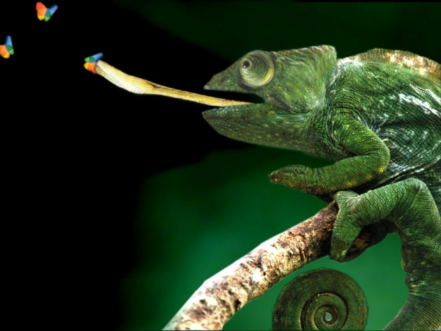 Обои картинки фото компьютеры, windows, xp