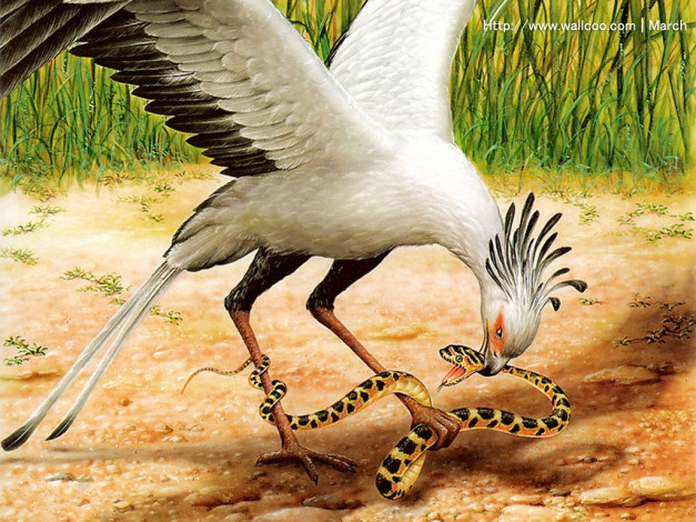 Обои картинки фото marcel, socias, рисованные