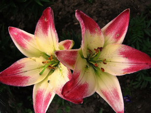 Картинка цветы лилии лилейники