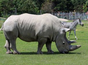 Картинка животные разные вместе