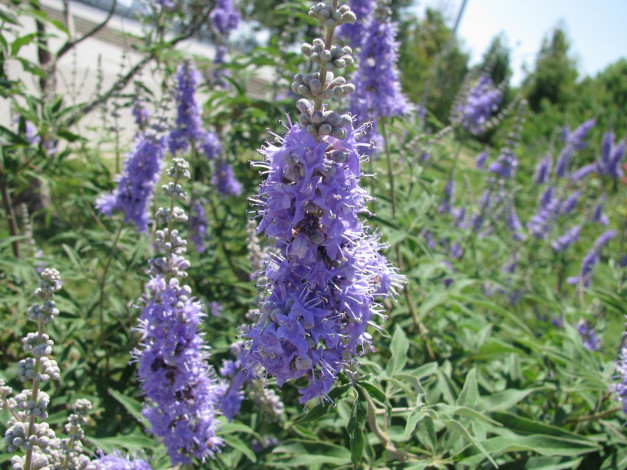 Обои картинки фото цветы, луговые, полевые