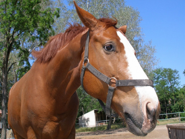 Обои картинки фото животные, лошади