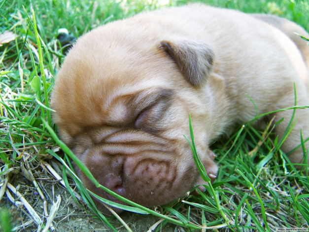 Обои картинки фото животные, собаки