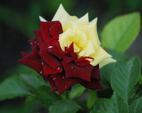 Картинка цветы розы