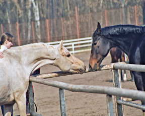 Картинка животные лошади