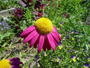 Картинка цветы