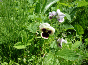 Картинка цветы анютины глазки садовые фиалки