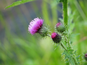 Картинка цветы Чертополох репейник