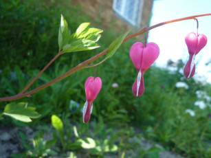 обоя цветы, дицентра, разбитое, сердце