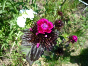 Картинка цветы гвоздики