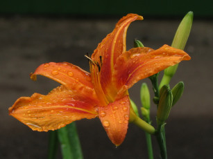 Картинка цветы лилии лилейники