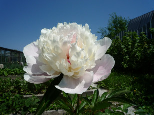 Картинка цветы пионы