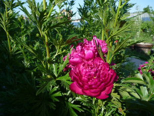 Картинка цветы пионы