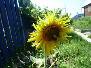 Картинка цветы подсолнухи