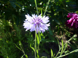 Картинка цветы васильки