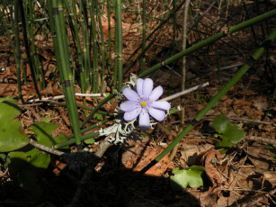 Картинка цветы ветреницы печёночницы