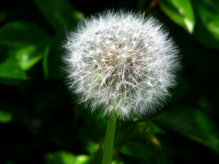 Картинка одуванчик цветы одуванчики