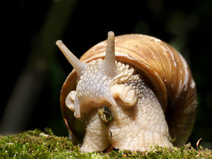 Картинка животное улитка животные улитки
