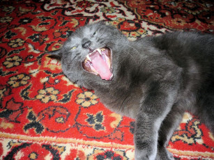 Картинка животные коты