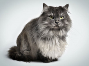 Картинка животные коты