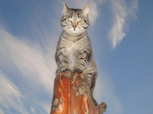 Картинка животные коты