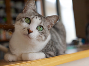 Картинка животные коты