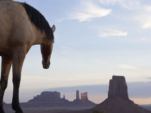 Картинка животные лошади