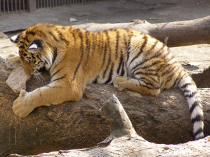 Картинка животные тигры