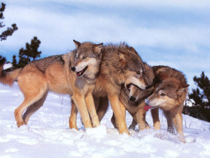 Картинка животные волки