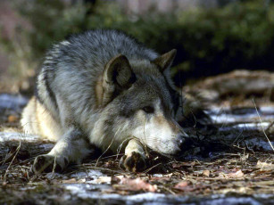 Картинка животные волки