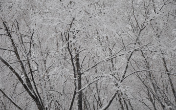 Картинка природа деревья