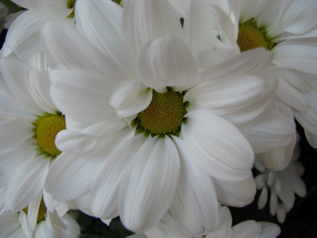 Обои картинки фото цветы, хризантемы