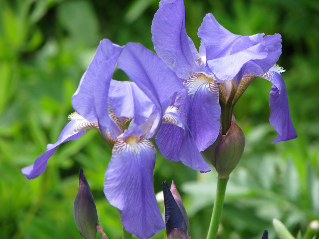 Обои картинки фото цветы, ирисы