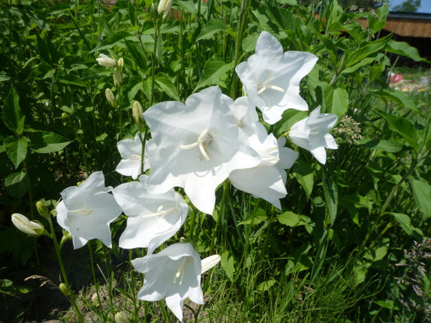 Обои картинки фото цветы, колокольчики