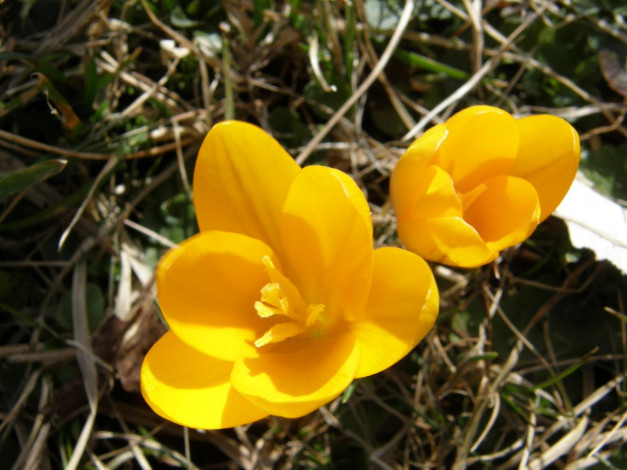 Обои картинки фото цветы, крокусы