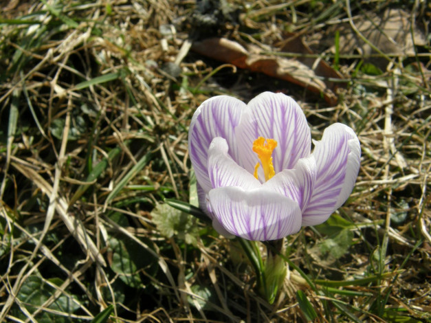 Обои картинки фото цветы, крокусы