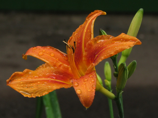 Обои картинки фото цветы, лилии, лилейники