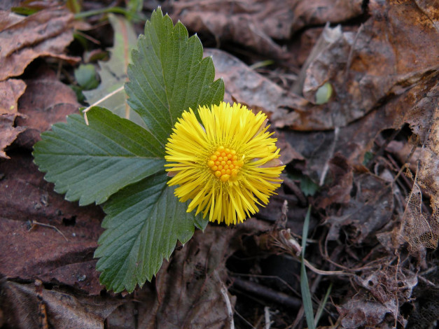 Обои картинки фото цветы, луговые, полевые